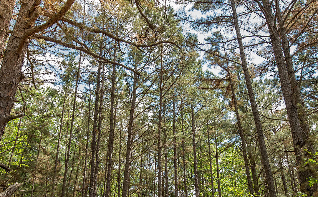 Pros & Cons of Living in Smith County, TX