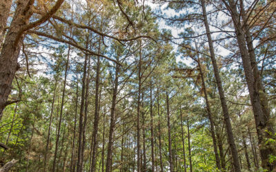 Pros & Cons of Living in Smith County, TX